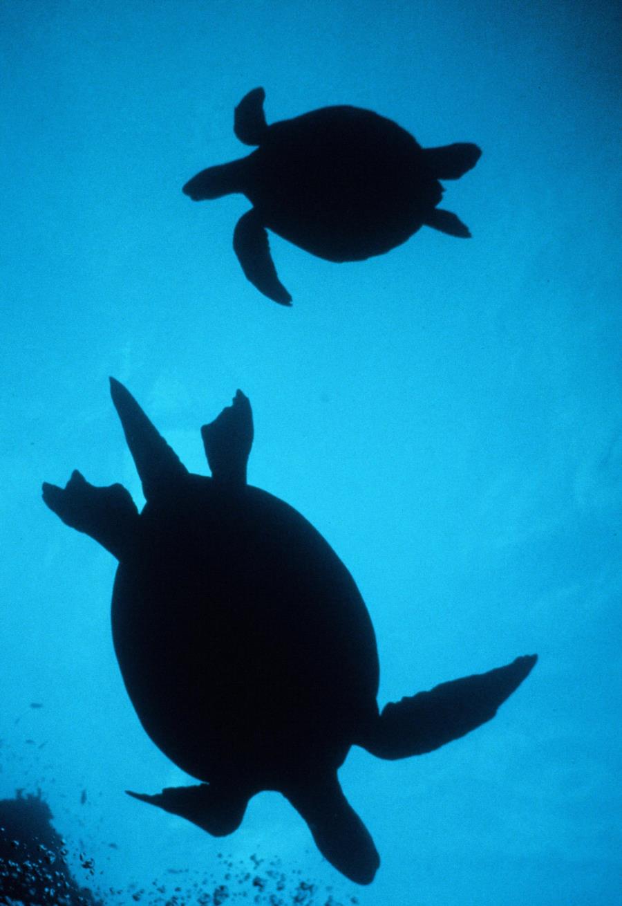 Green Turtles Silhouette