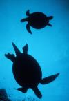 Green Turtles Silhouette