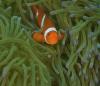 Clownfish