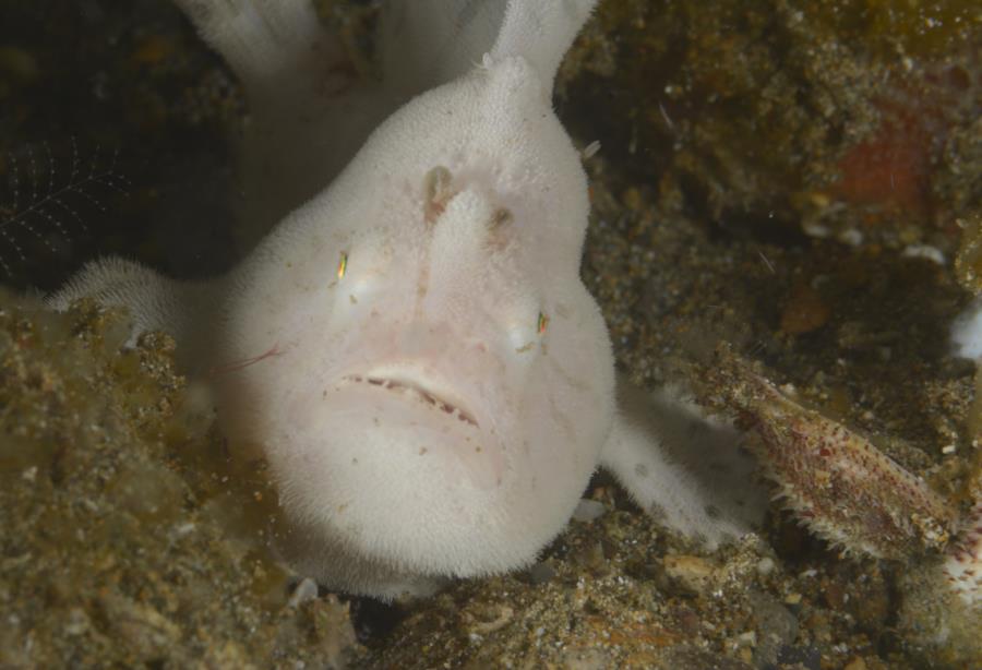 White Frogfish