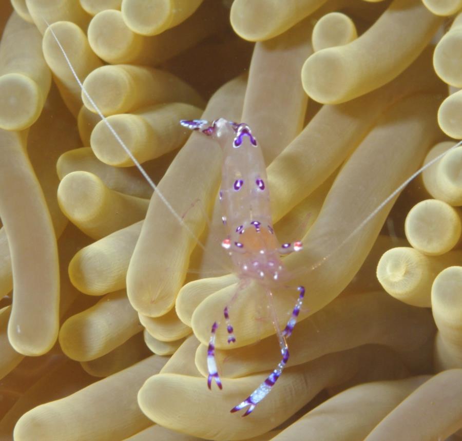 Anemone Shrimp