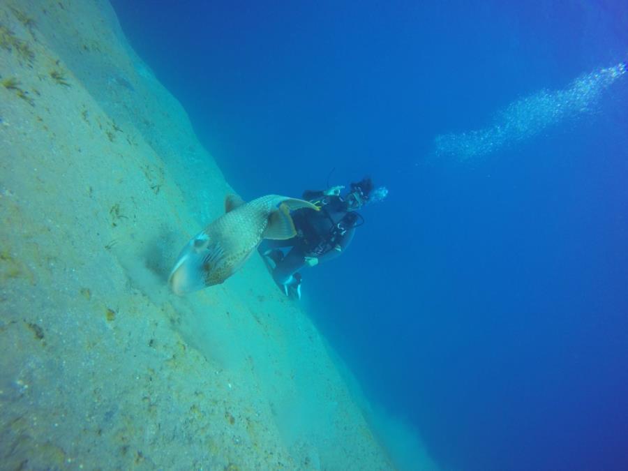 First dive in Abu Dabbab & my 8th one!