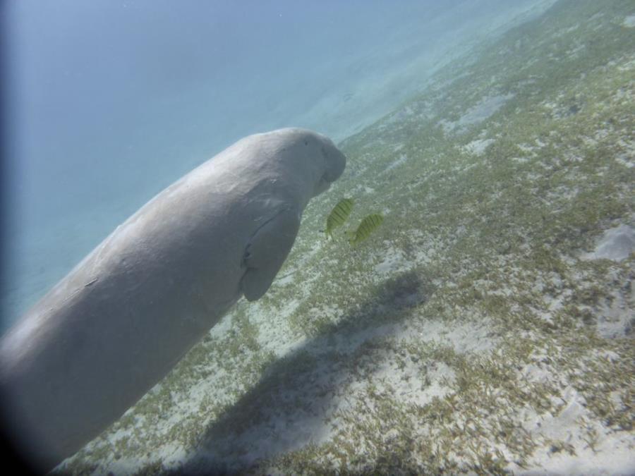 My first Dugong!! Abu Dabbab Egypt