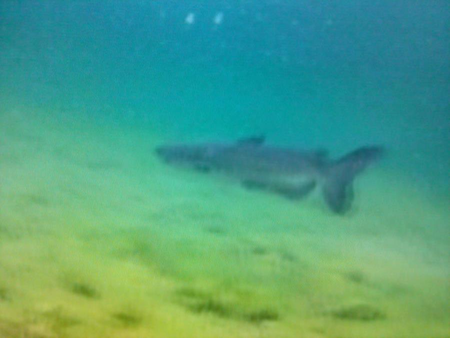 Catfish at Loch Low-Minn