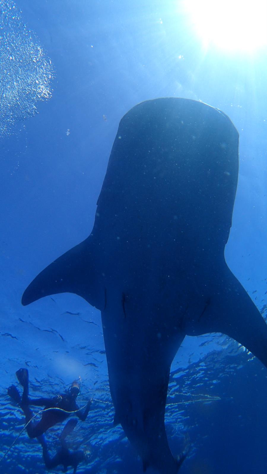 Whale sharks @gorontalo - indonesia