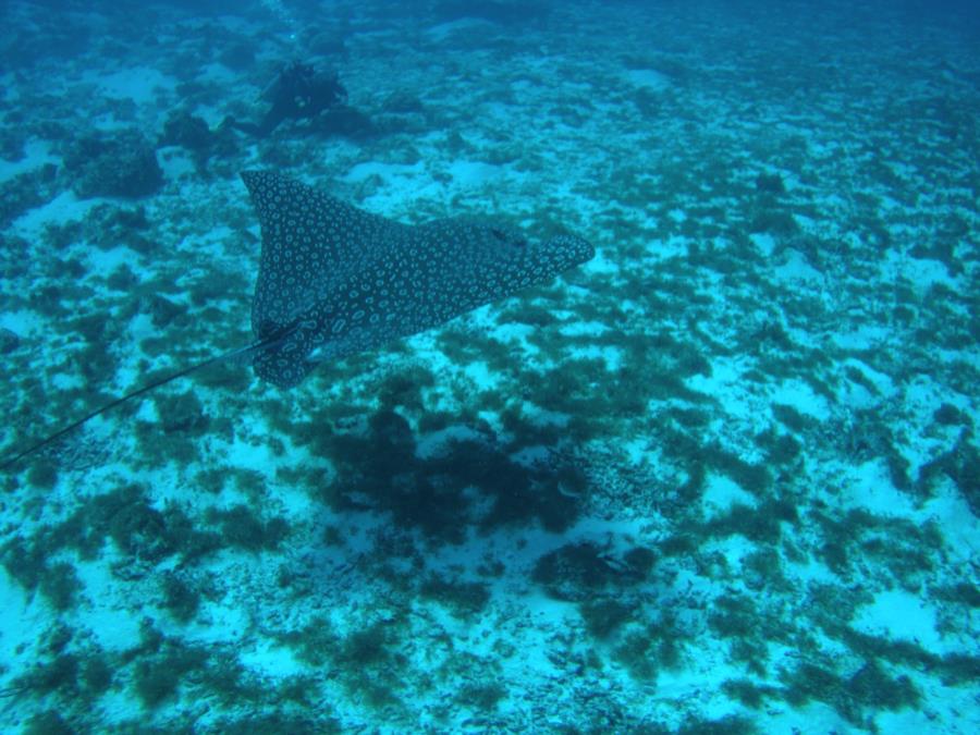 Eagle Ray and me
