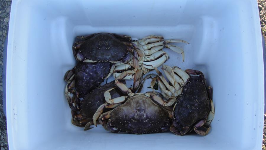 Tasty Dungeoness crab !!!