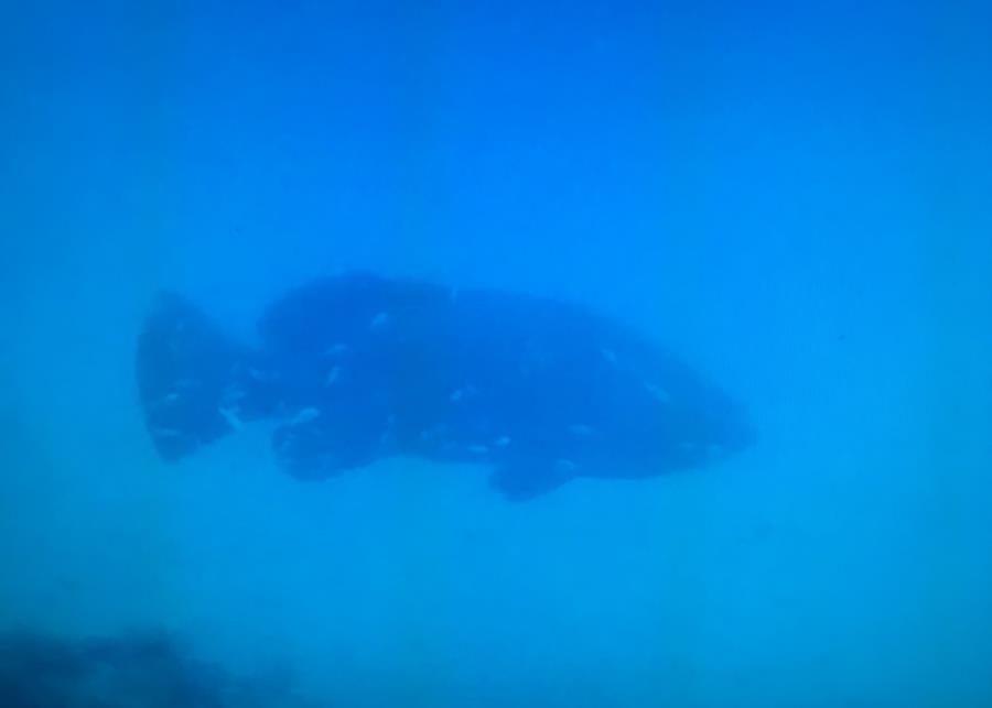 Goliath Grouper