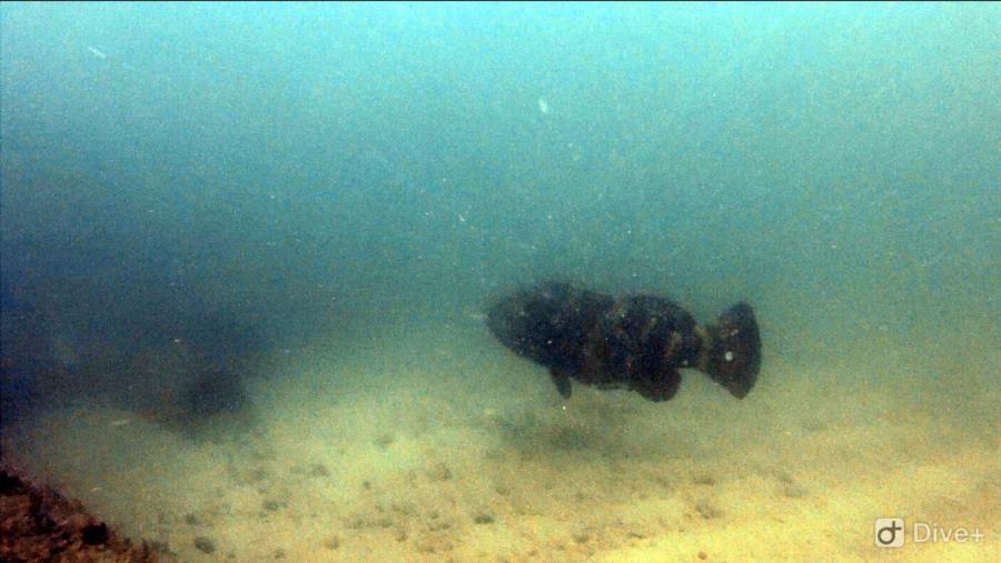 Goliath Grouper