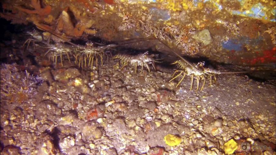 Blue Heron Bridge: Lobsters