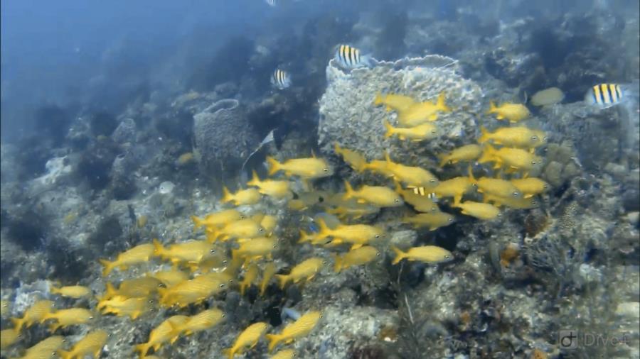 West Palm Beach, FL Flower Garden Reef