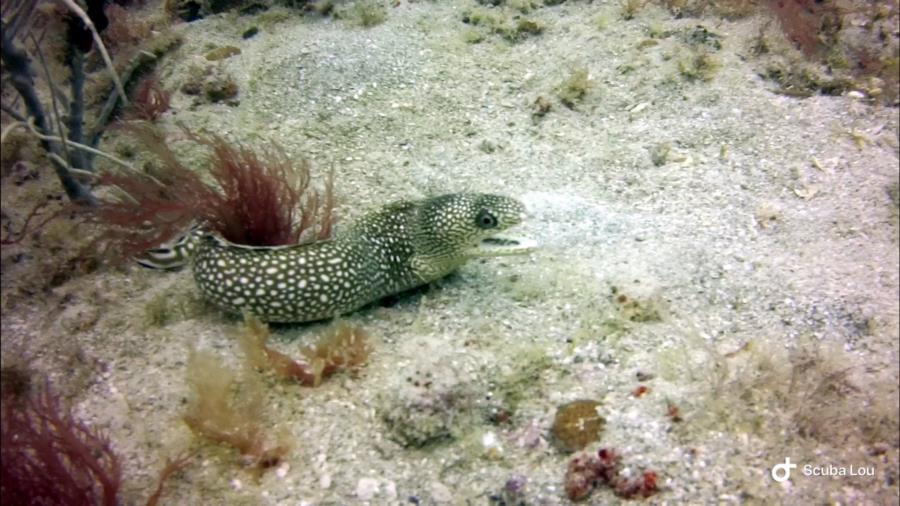 Gulf of Mexico: Spotted eel