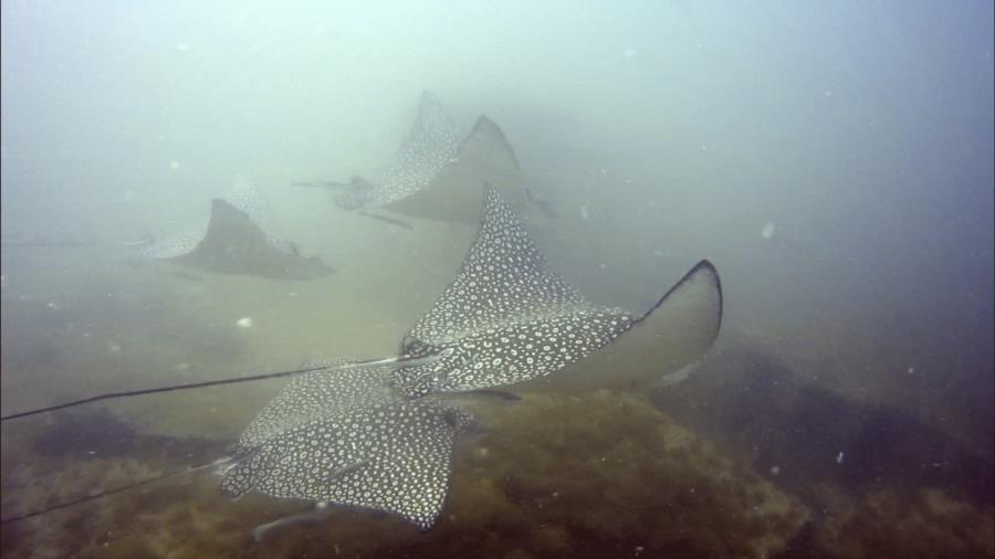 Eagle rays 5-3-20