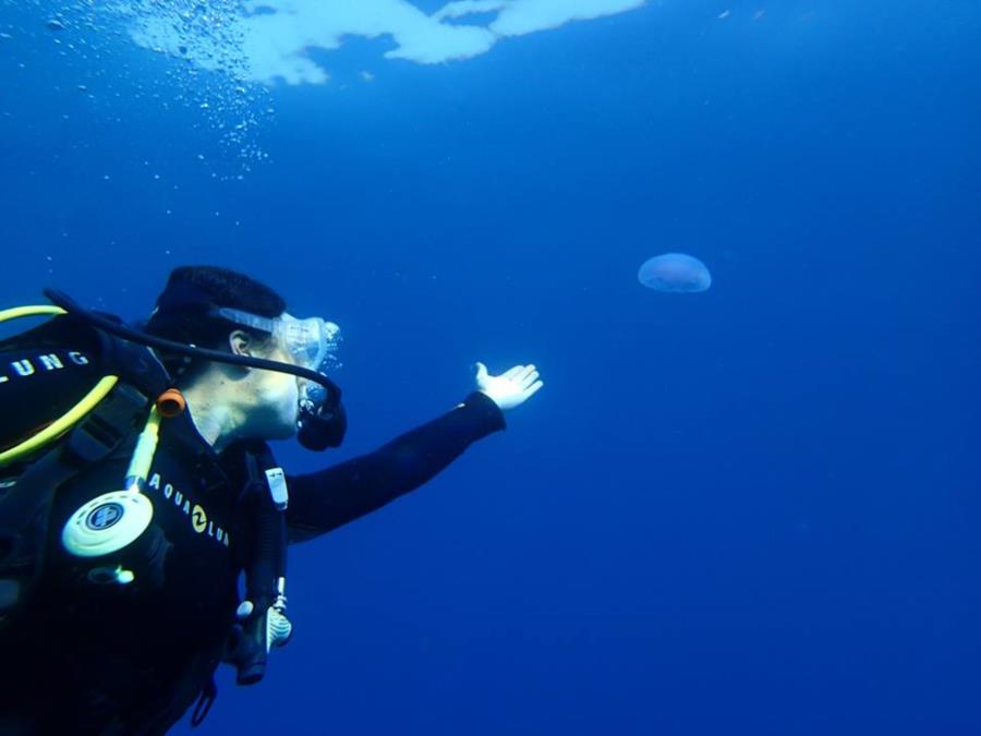 Red Sea Jelly Fish