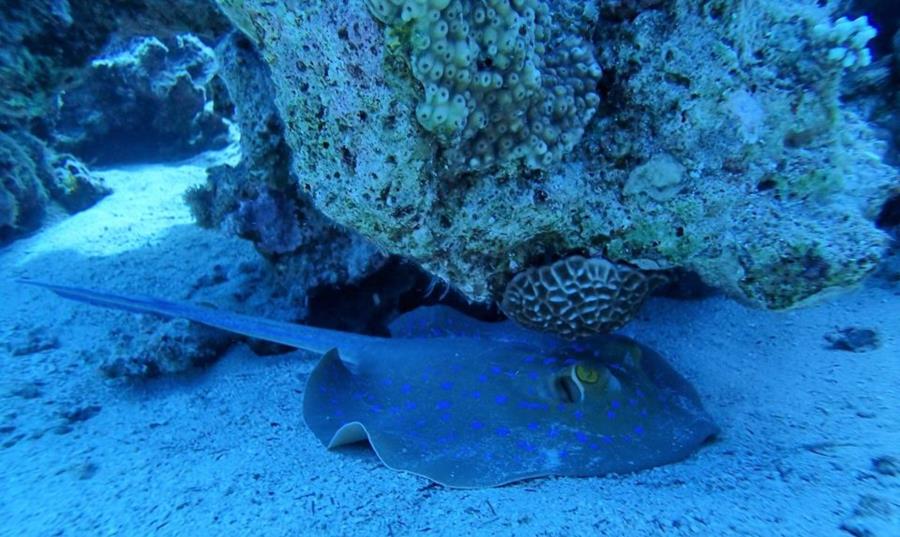 Red Sea bluespotted ribbontail stingray