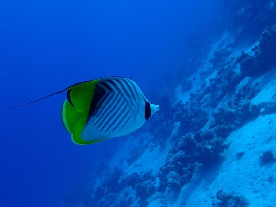 Red Sea, Dahab, Egypt