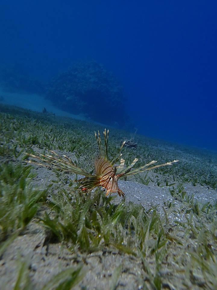 Pterois miles (common lionfish or devil firefish)