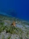 Pterois miles (common lionfish or devil firefish)