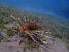 Red Sea common lionfish