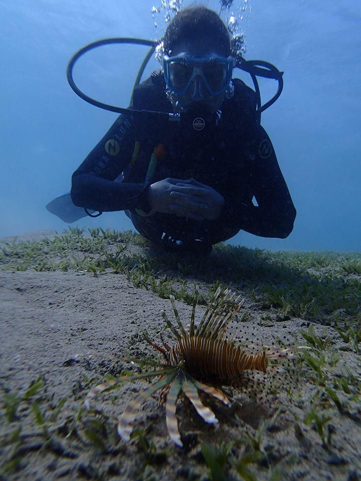 Red Sea Pterois miles