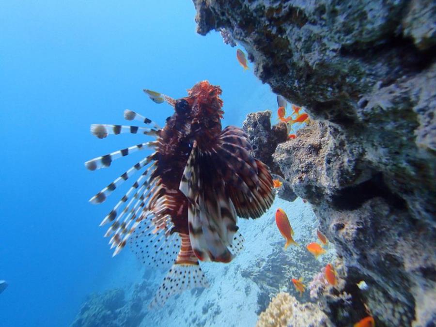 Pterois miles, Dahab, Egypt