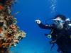 Common lionfish, Dahab, Egypt