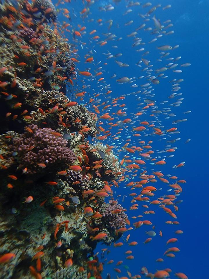 Little red fishes in the Red Sea