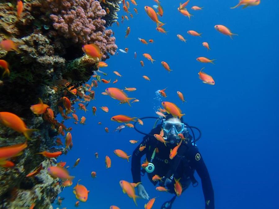 Little red fishes in the Red Sea, Egypt