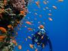 Little red fishes in the Red Sea, Egypt