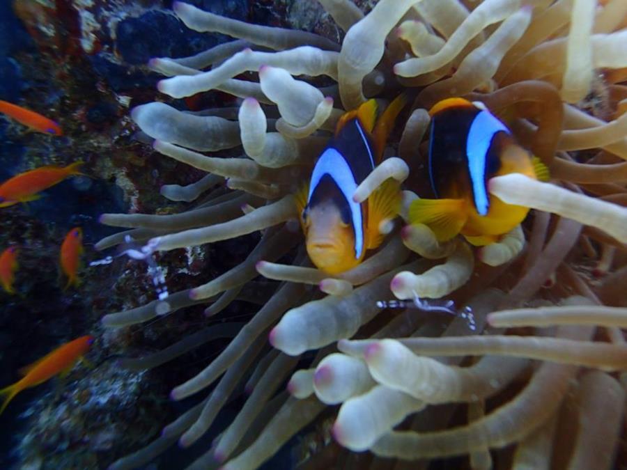 Clownfish or anemonefish, Dahab, Egypt