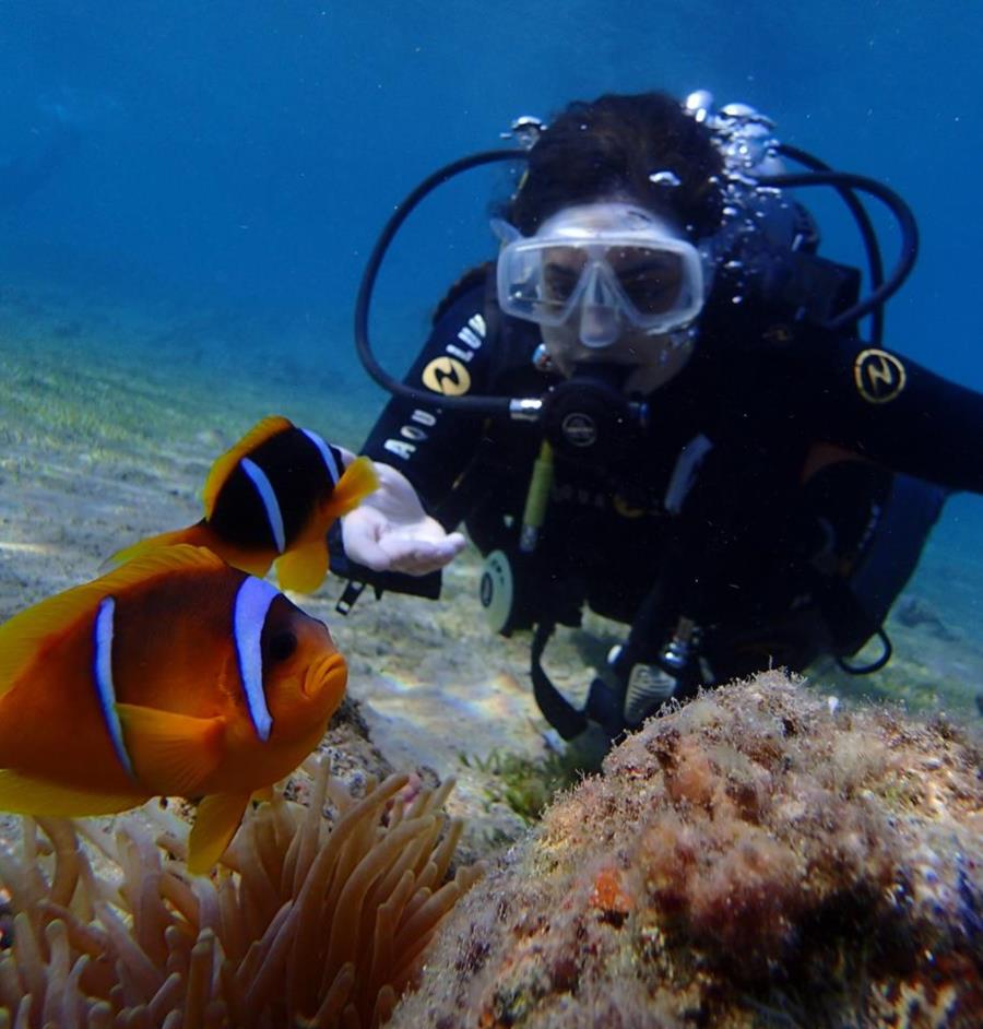 Clownfish in Dahab (Egypt)