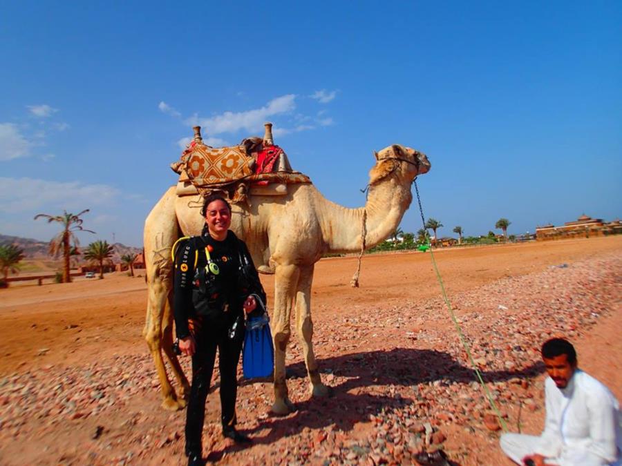 Red Sea Local Transportation