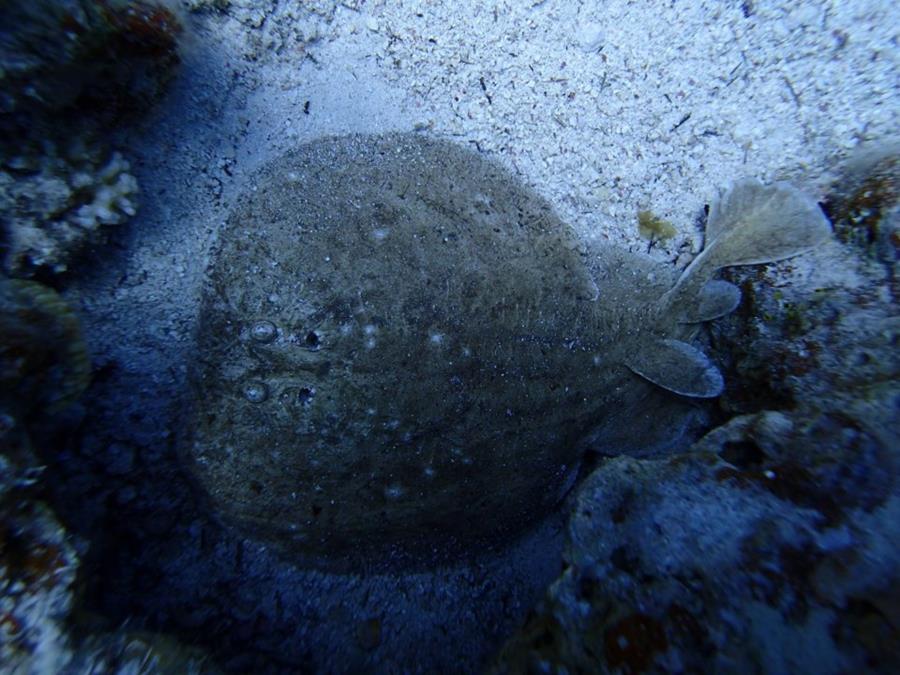 Red Sea Peacock Flounder