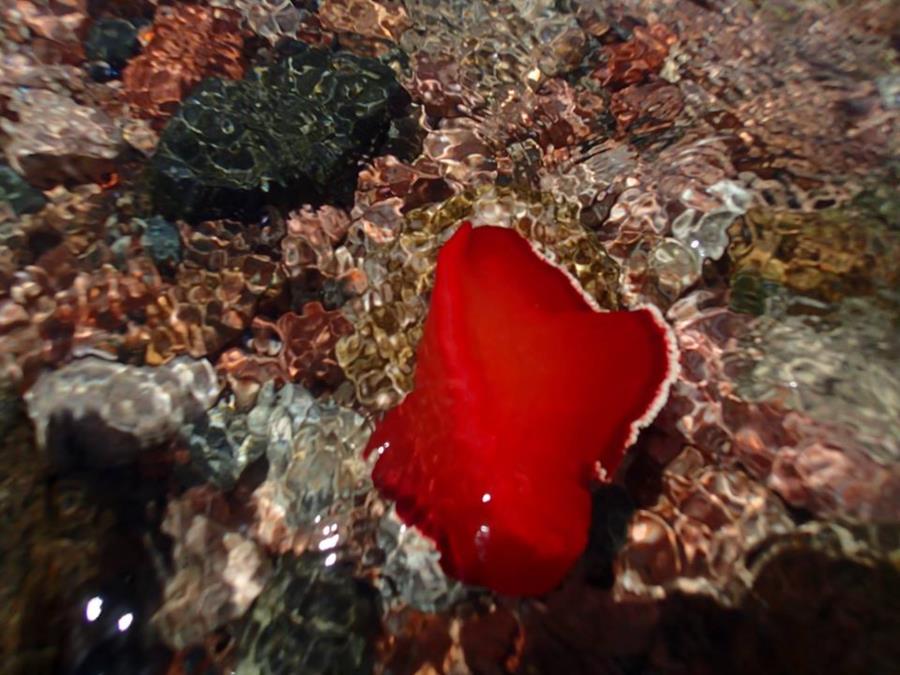 Red Sea Spanish Dancer