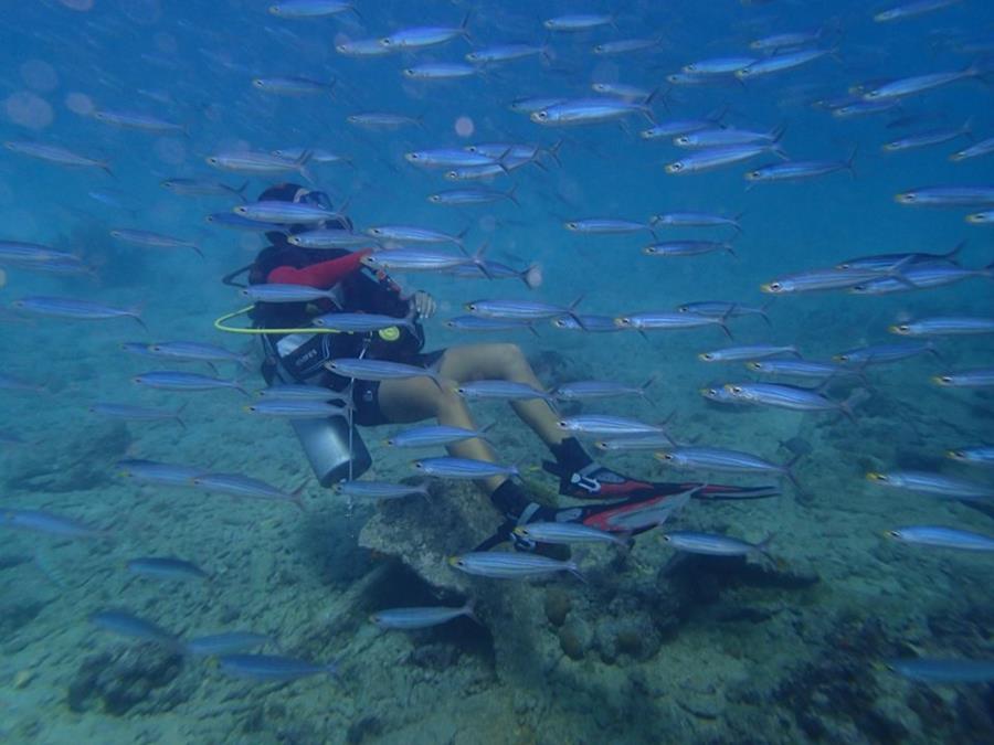 Aruba Diving