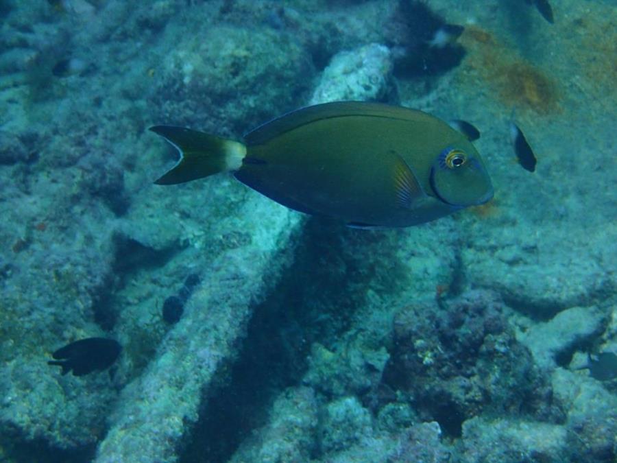 Aruba Diving