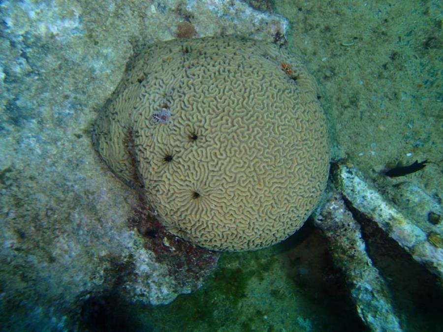 Brain Coral - Aruba