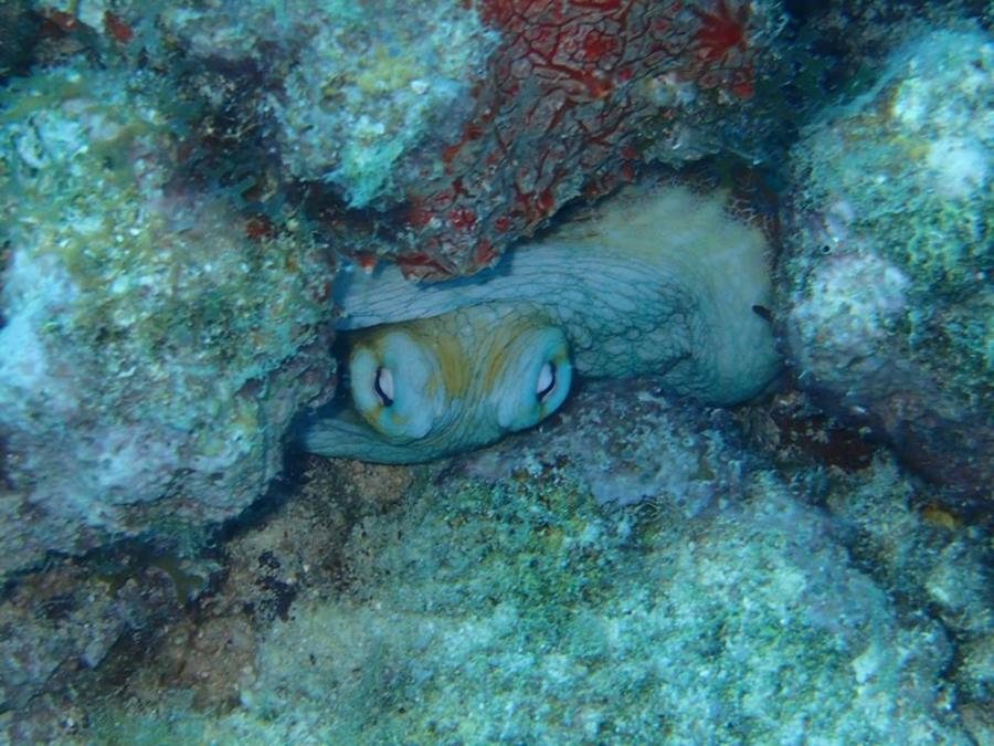 Common octopus - Aruba