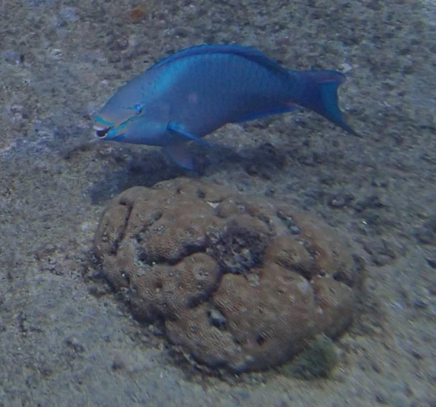 Parrot Fish - Aruba