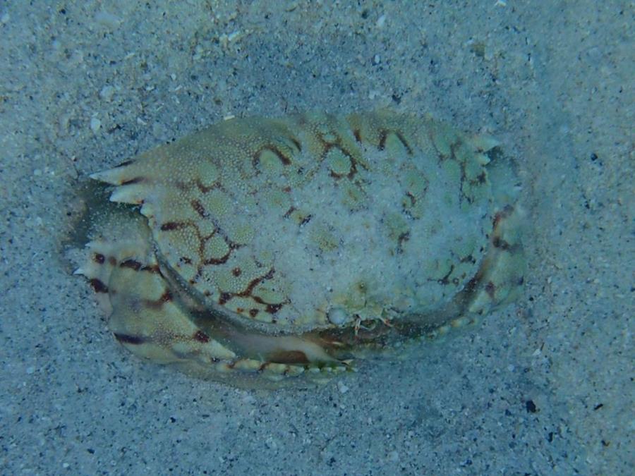 Sea Crab - Aruba