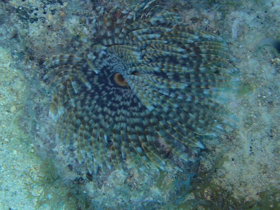 Tube worm - Aruba