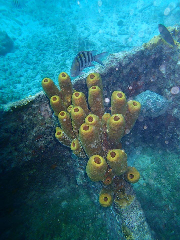 Yellow Sea Sponges - Aruba