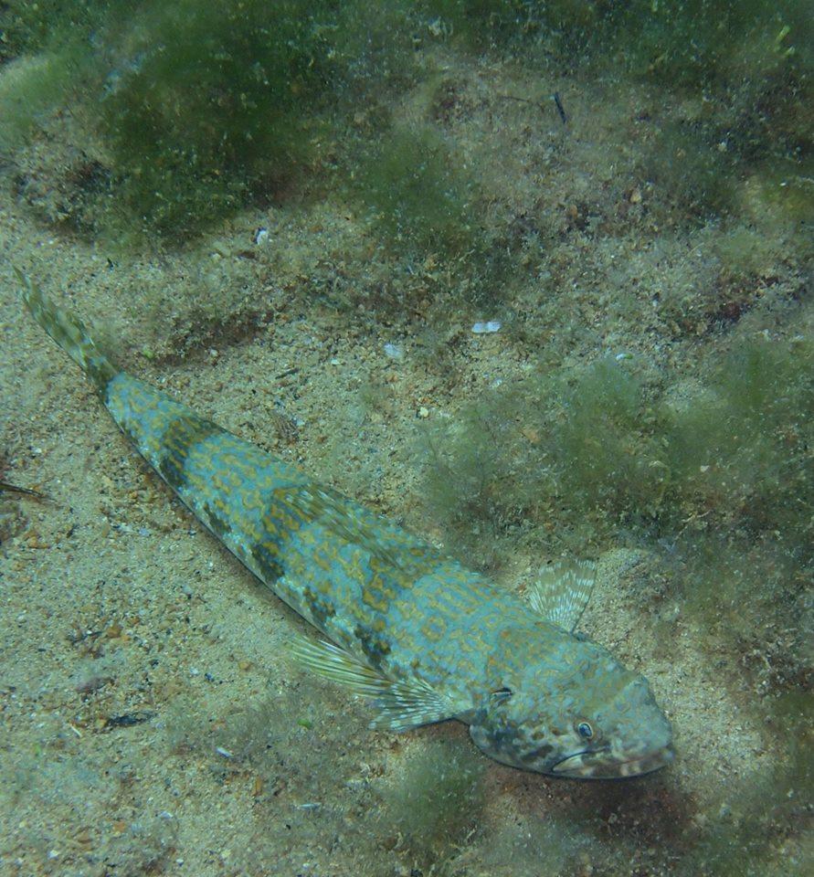 Diving in Aruba - Fish