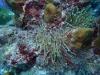 Sea anemone, coral, sponges and fishes in Aruba