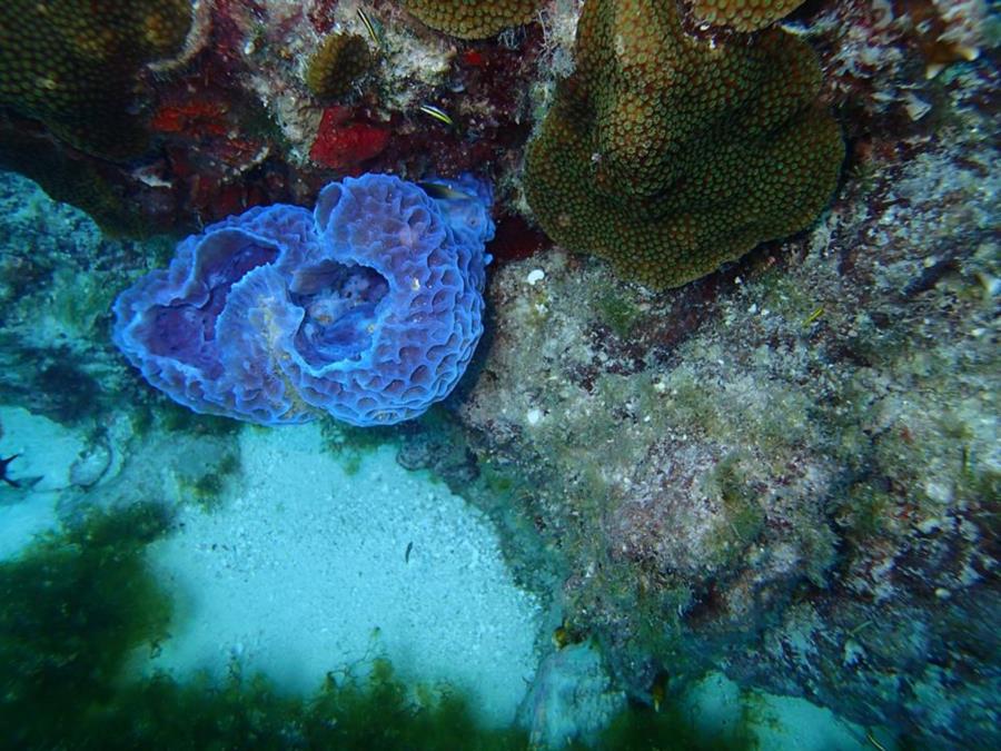 Diving in Aruba - Sea Views