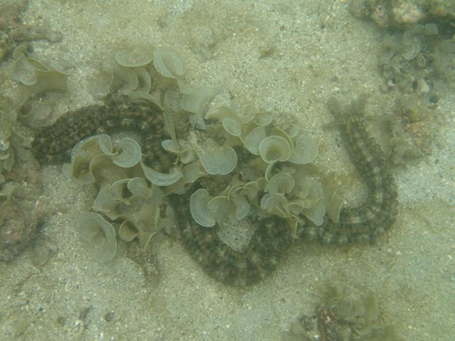 Worm Sea Cucumber - Tahiti
