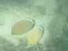 Oval Butterflyfish (Chaetodon lunulatus) - Tahiti