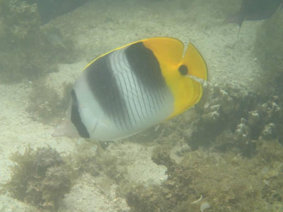 Pacific Doublesaddle Butterflyfish (Chaetodon ulietensis) - Tahiti