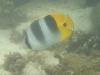 Pacific Doublesaddle Butterflyfish (Chaetodon ulietensis) - Tahiti