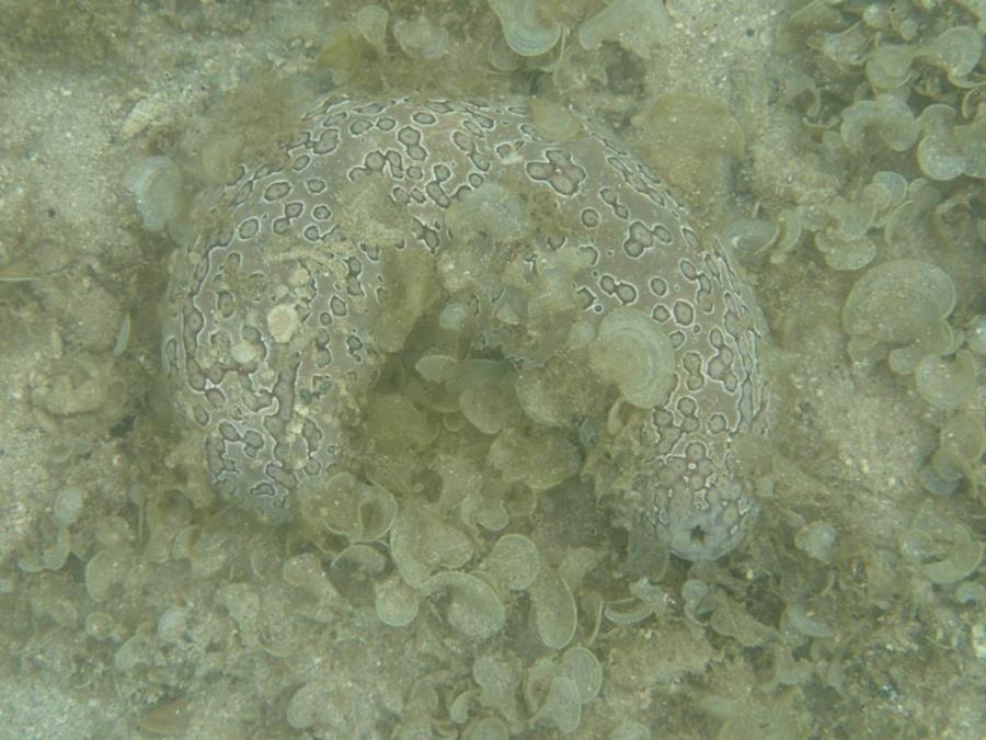 Sea Cucumber - Tahiti